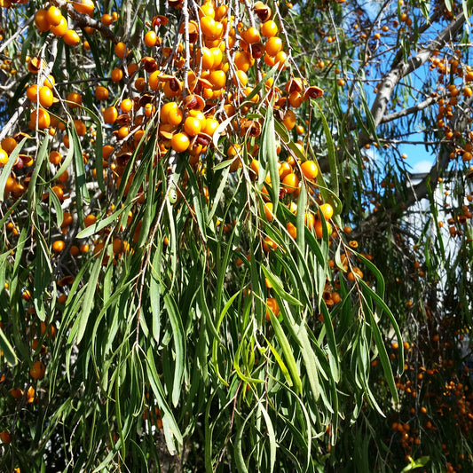Gumpii: one of Australia’s highest medicinal botanicals