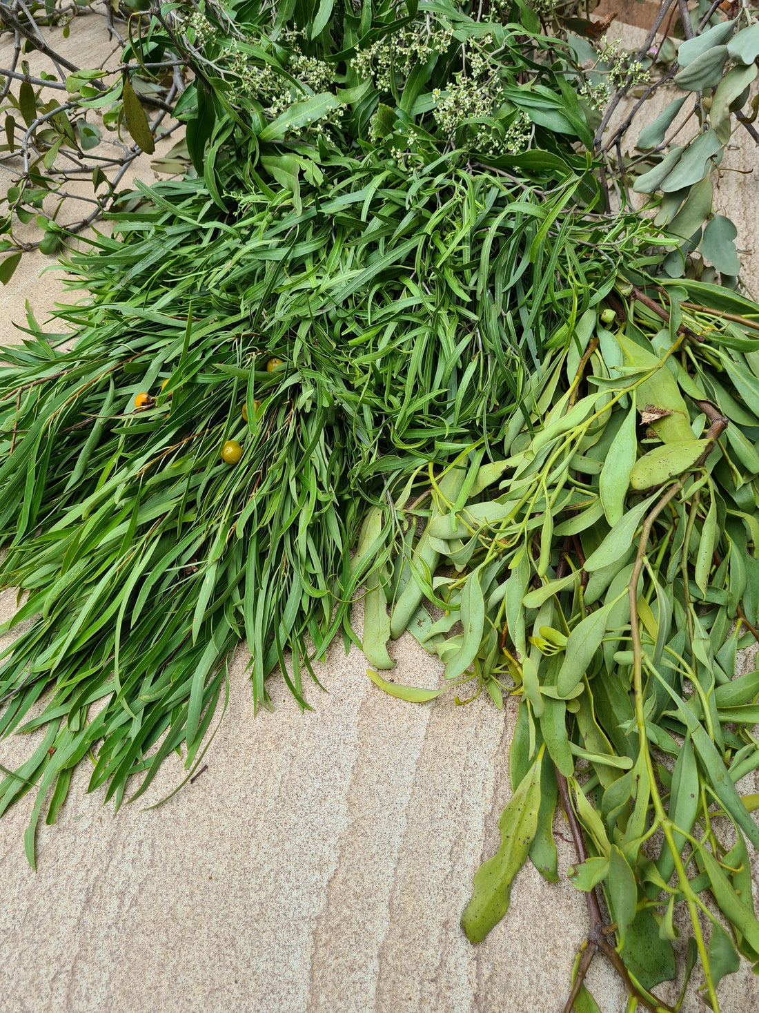 Australian Botanicals & More — Traditional Use, Phytochemistry & Research