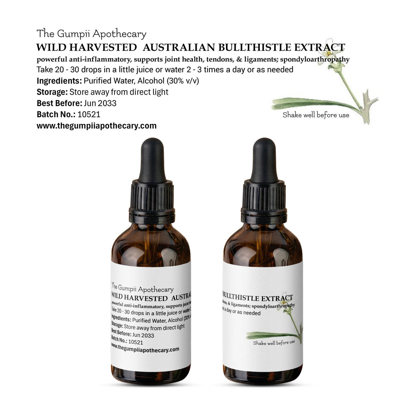 Australian Bullthistle Extract