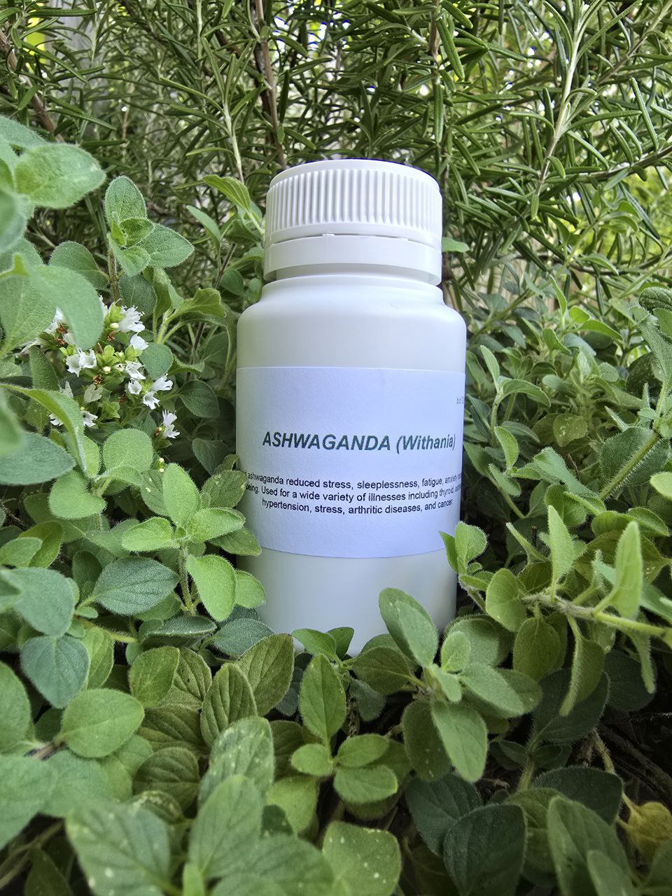 Ashwaganda (Withania Somnifera)