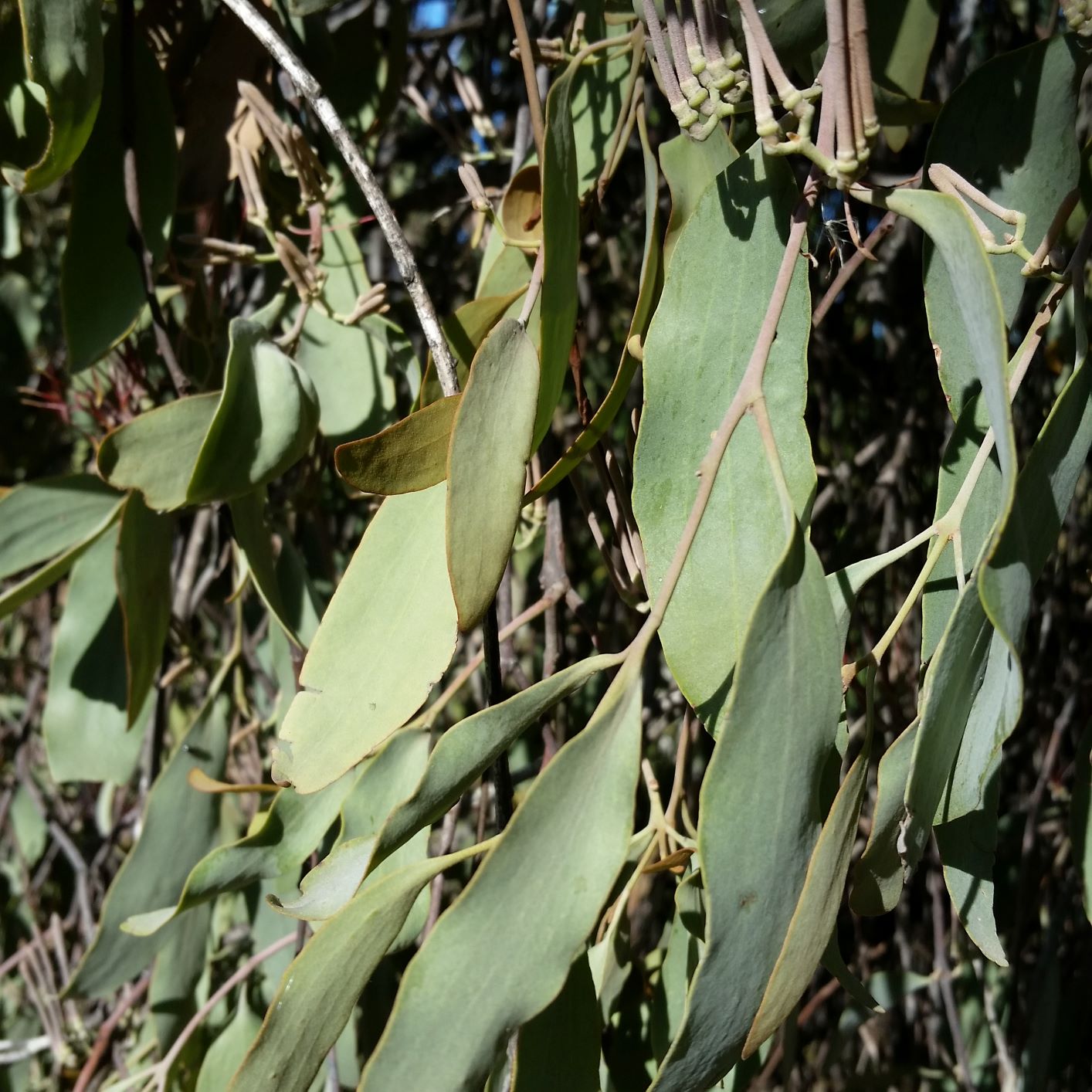 Wildcrafted Australian Natural Mistletoe Capsules (Loranthaceae)